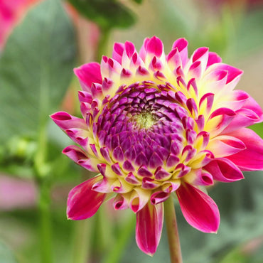 Hapet Daydream Dahlia