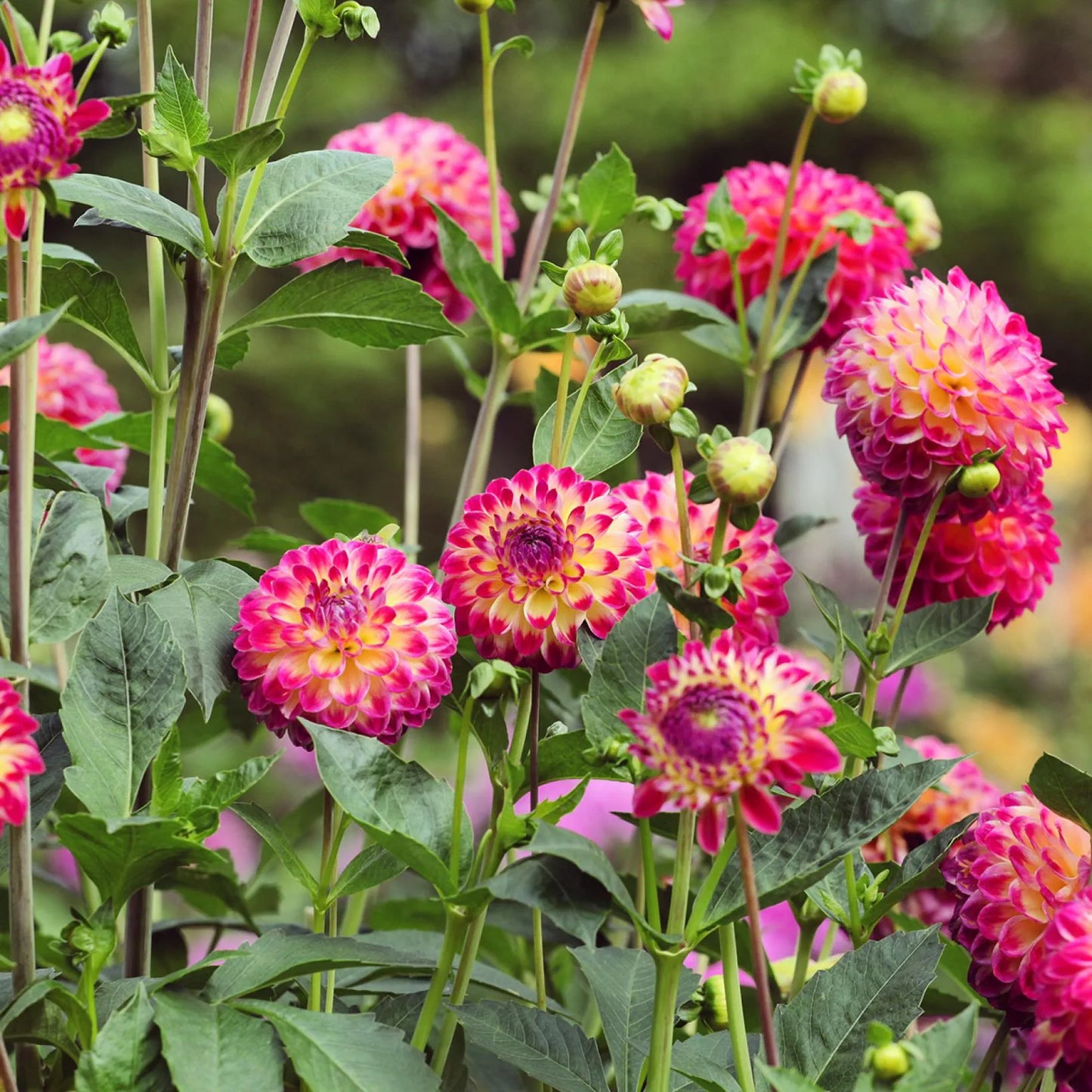 Hapet Daydream Dahlia