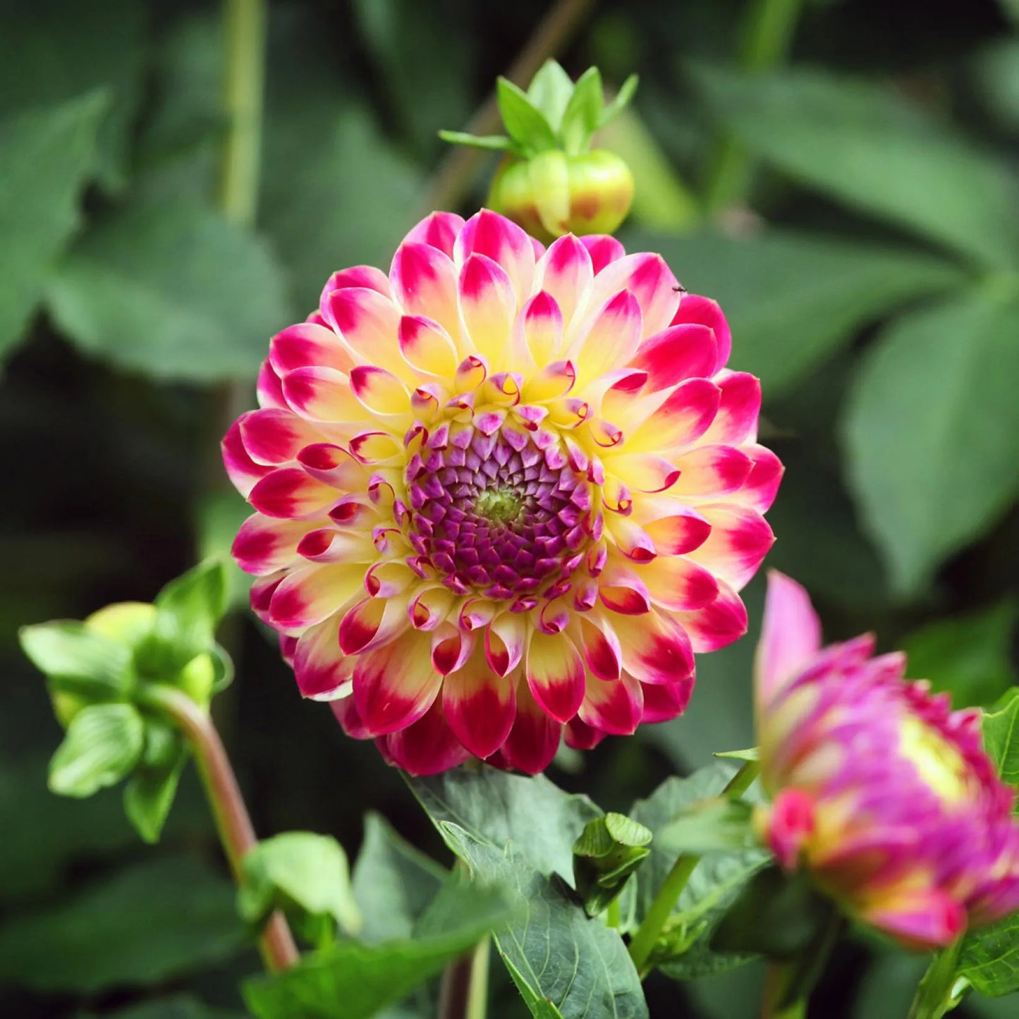 Hapet Daydream Dahlia