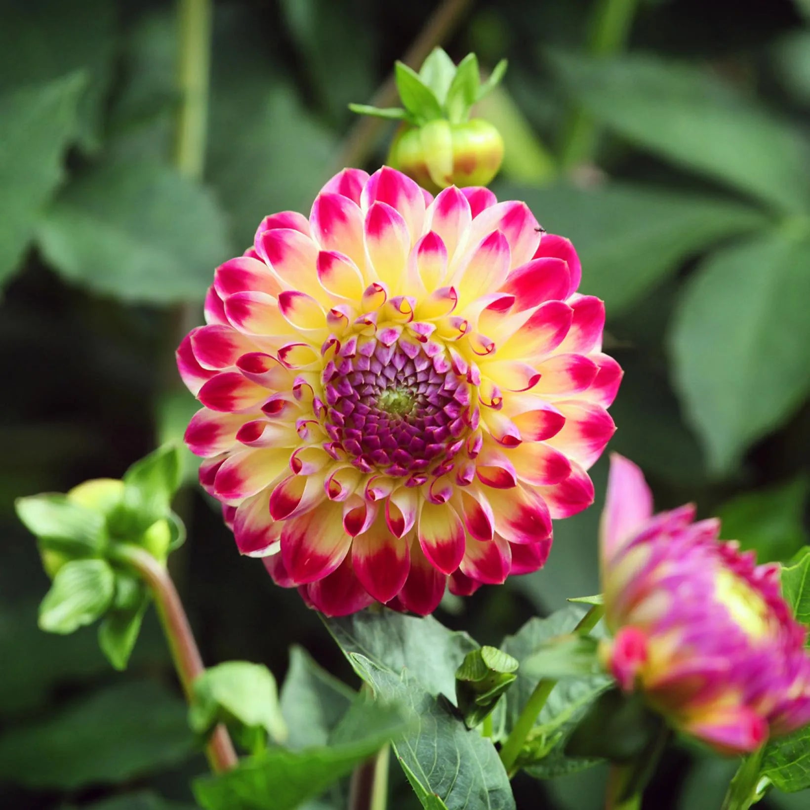 Hapet Daydream Dahlia