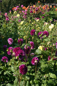 Heirloom Dahlia Flower Seeds – Stunning Garden Blooms - Dahlia for planting in home garden