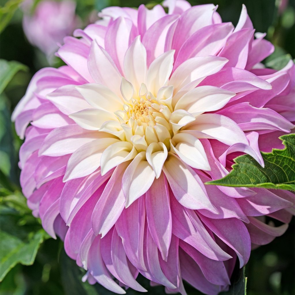 Pink Petticoat Dahlia