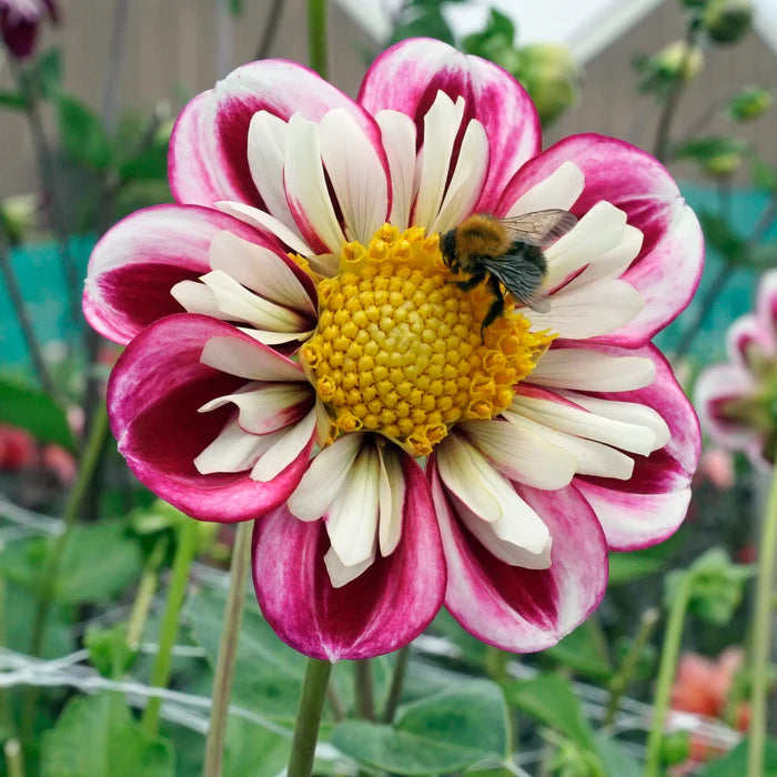 Bumble Rumble Dahlia