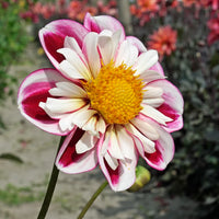 Bumble Rumble Dahlia