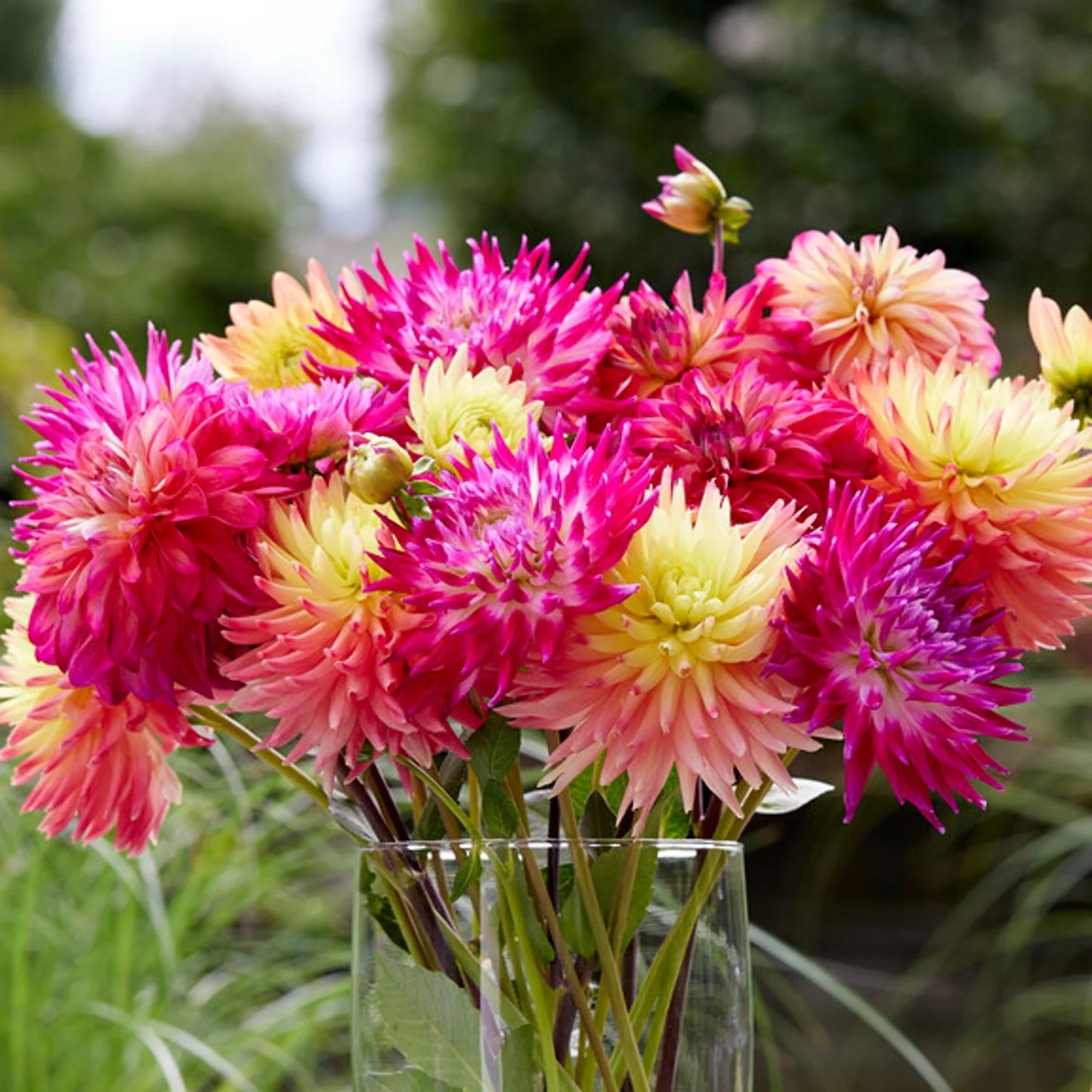 Fimbriata Dahlia Mixture