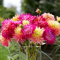 Fimbriata Dahlia Mixture