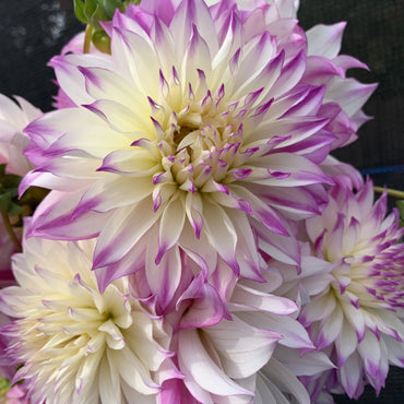 Ferncliff Illusion Dahlia