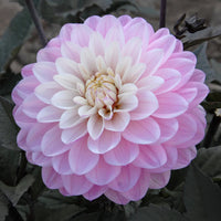 Melody Harmony Dahlia