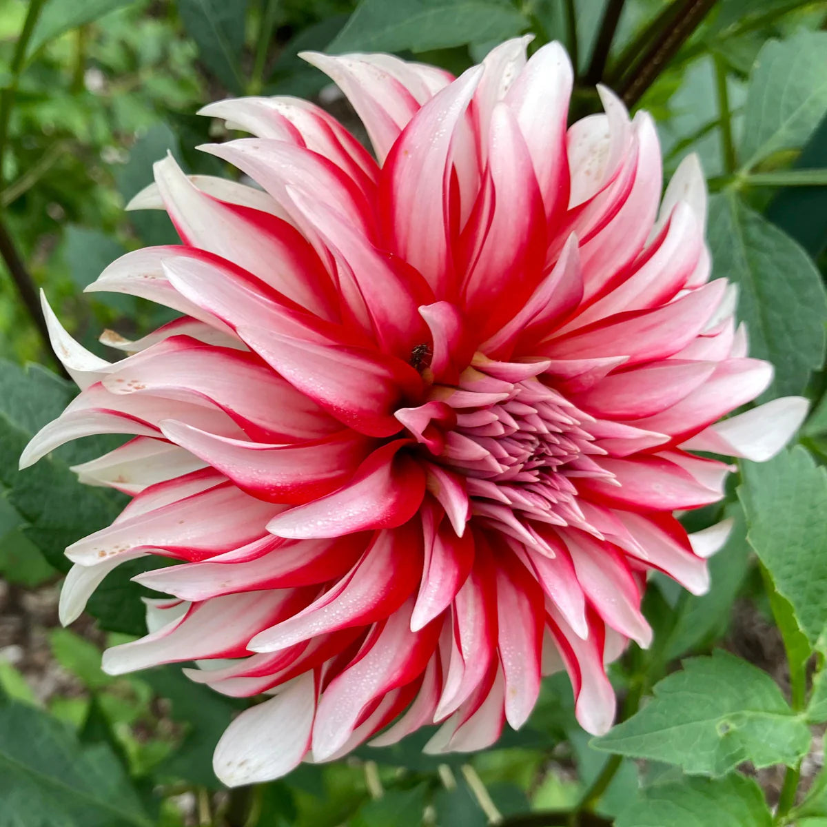 Heirloom Non-GMO Dahlia Santa Claus Flower Seeds for Garden Planting for planting in home garden