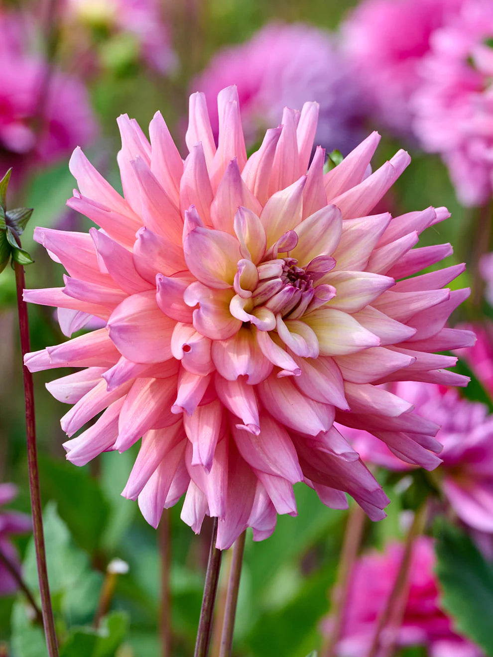 Bahama Mama Dahlia