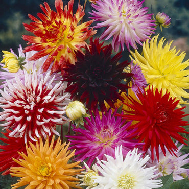 Dahlia- Cactus Flowered Mix