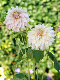 Café au Lait Dahlia