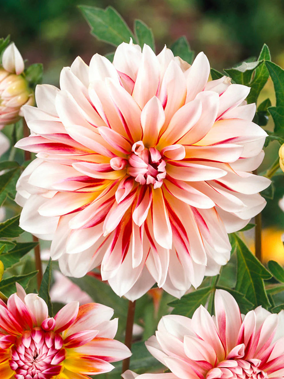 Caribbean Fantasy Dahlia