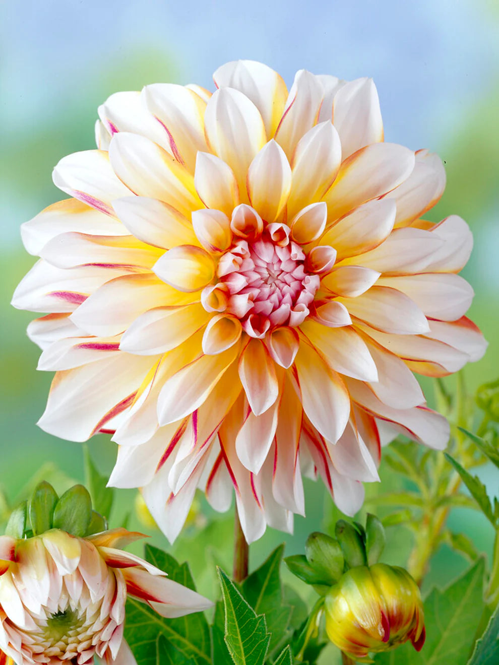 Caribbean Fantasy Dahlia