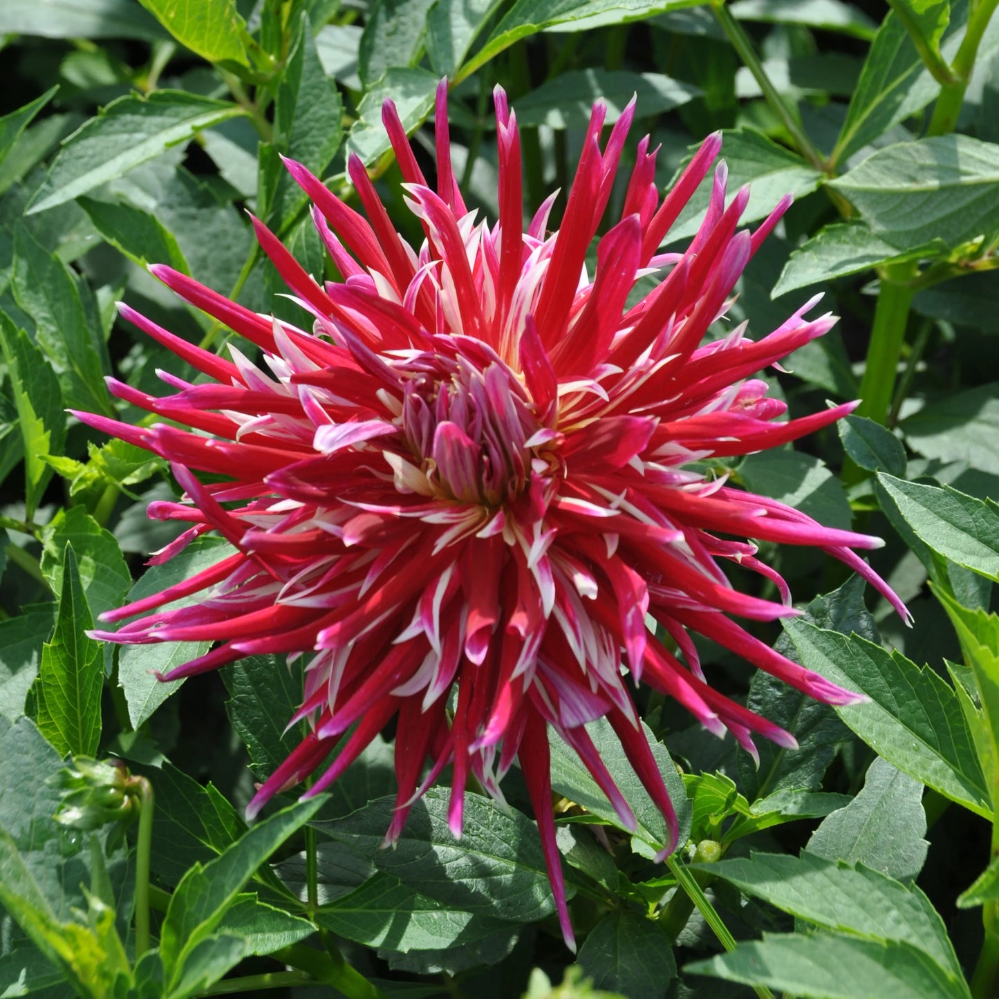 China Town Dahlia