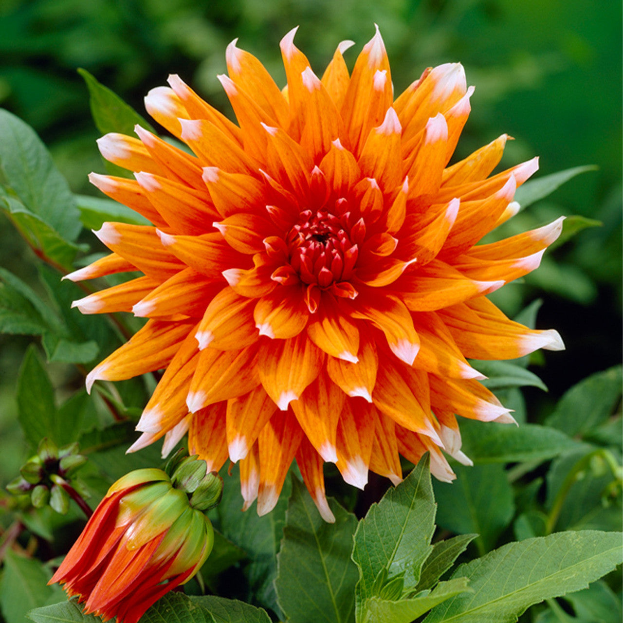 Color Spectacle Dahlia