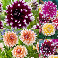 Bicolour Dinnerplate Dahlia Mixture