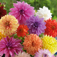 Summer to Frost Dahlia Mixture