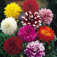 Summer to Frost Dahlia Mixture