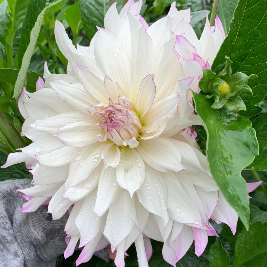 Ferncliff Illusion Dahlia