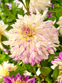 Ferncliff Illusion Dahlia