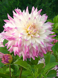 Ferncliff Illusion Dahlia