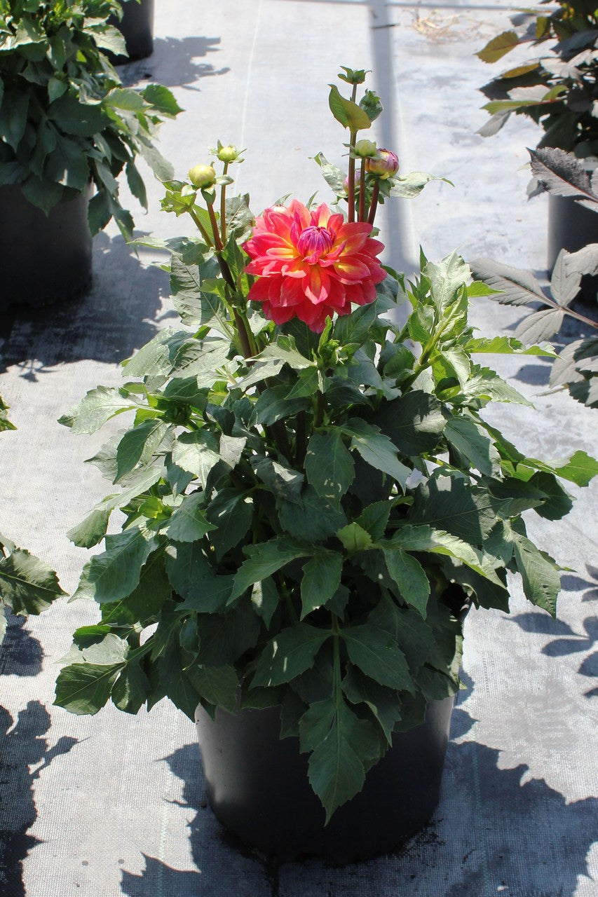 Firepot Dahlia