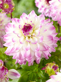 Hapet Blue Eyes Dahlia