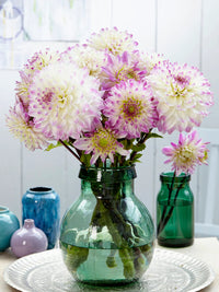 Hapet Blue Eyes Dahlia