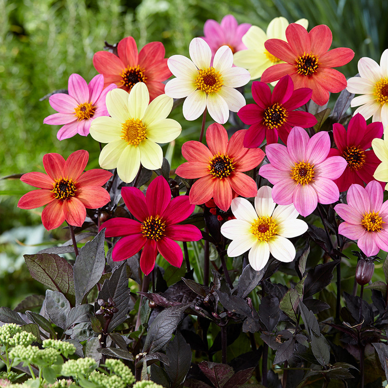 Happy Days Dahlia Mixture