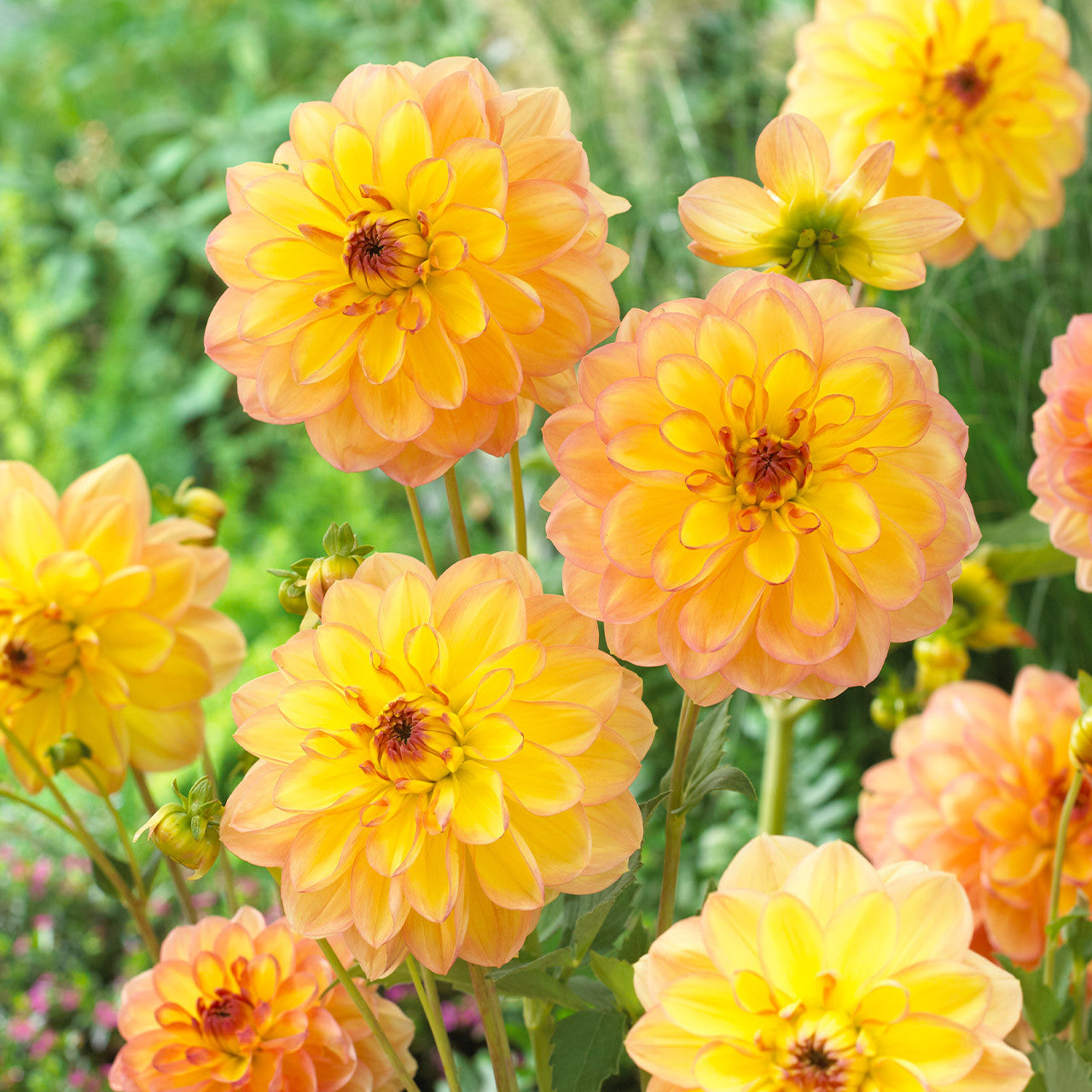 Happy Go Lucky Dahlia