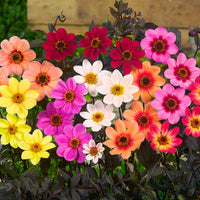 Happy Days Dahlia Mixture