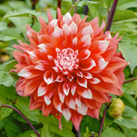 Holland Festival Dahlia