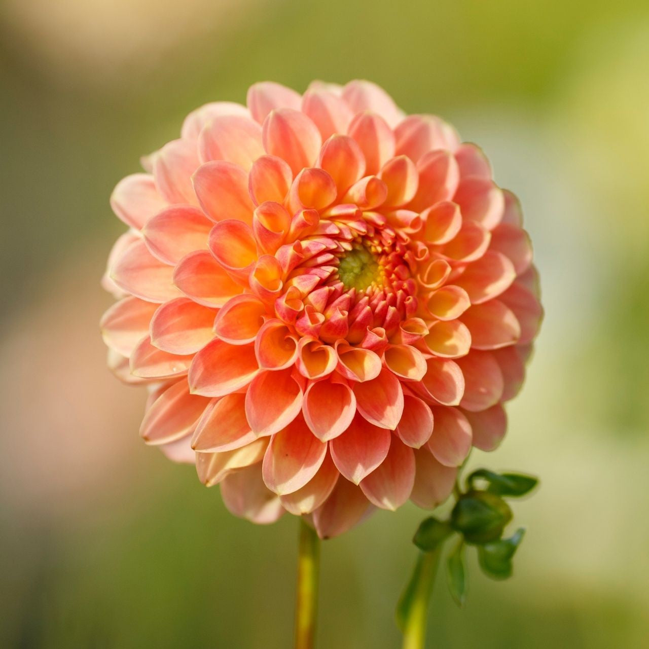 Jowey Nicky Giant Ball Dahlia