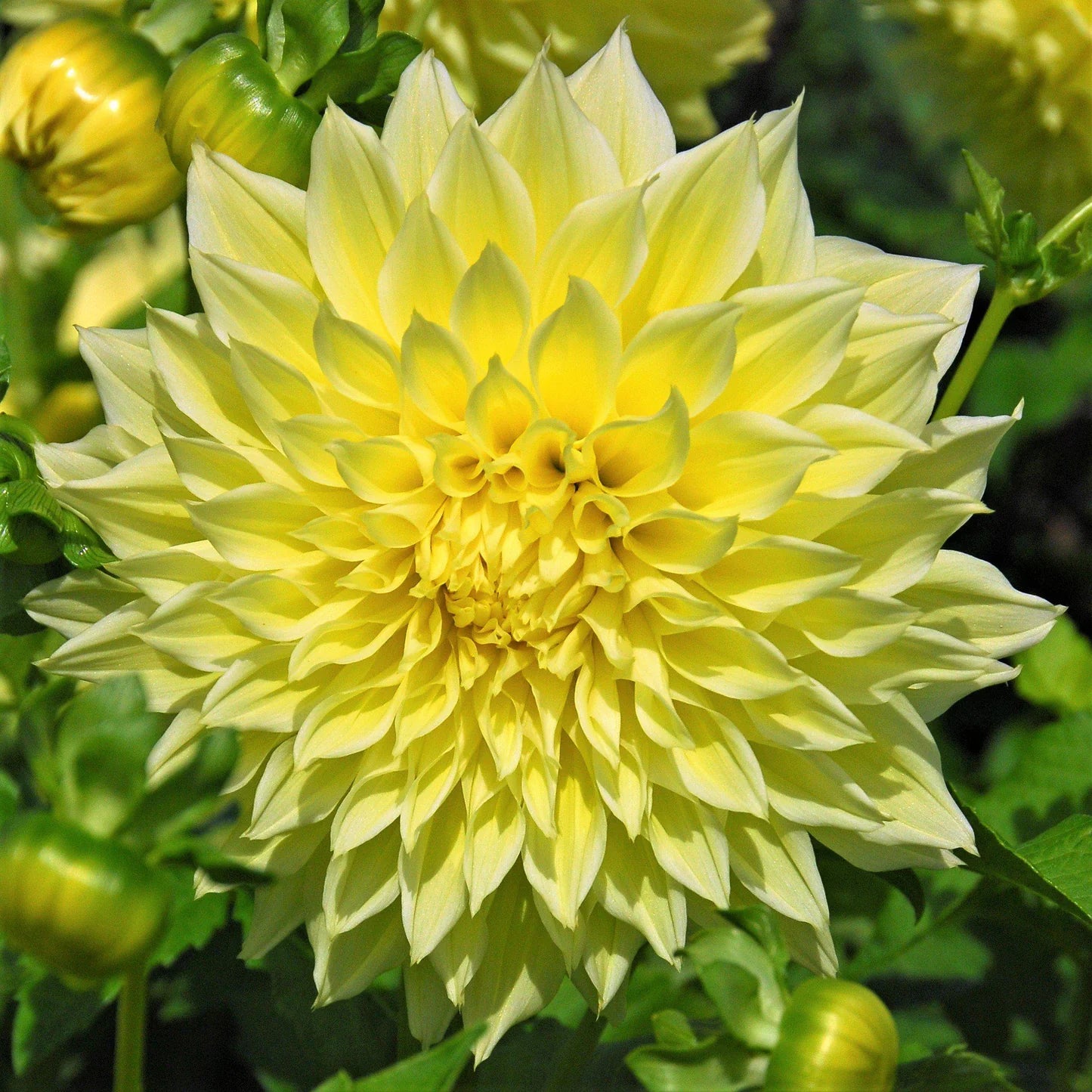 Kelvin Floodlight Dahlia