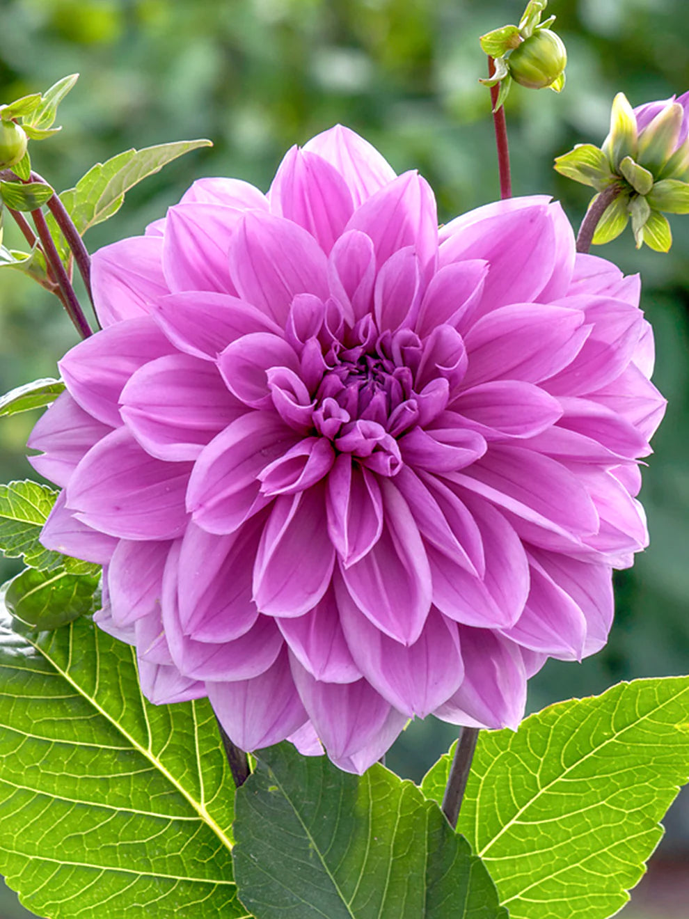 Lilac Time Dahlia