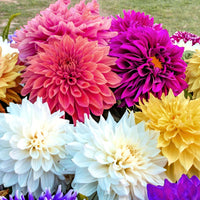 Pastel Promenade Dahlia Mixture