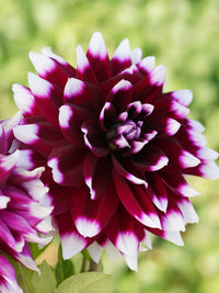 Mystery Day Dahlia
