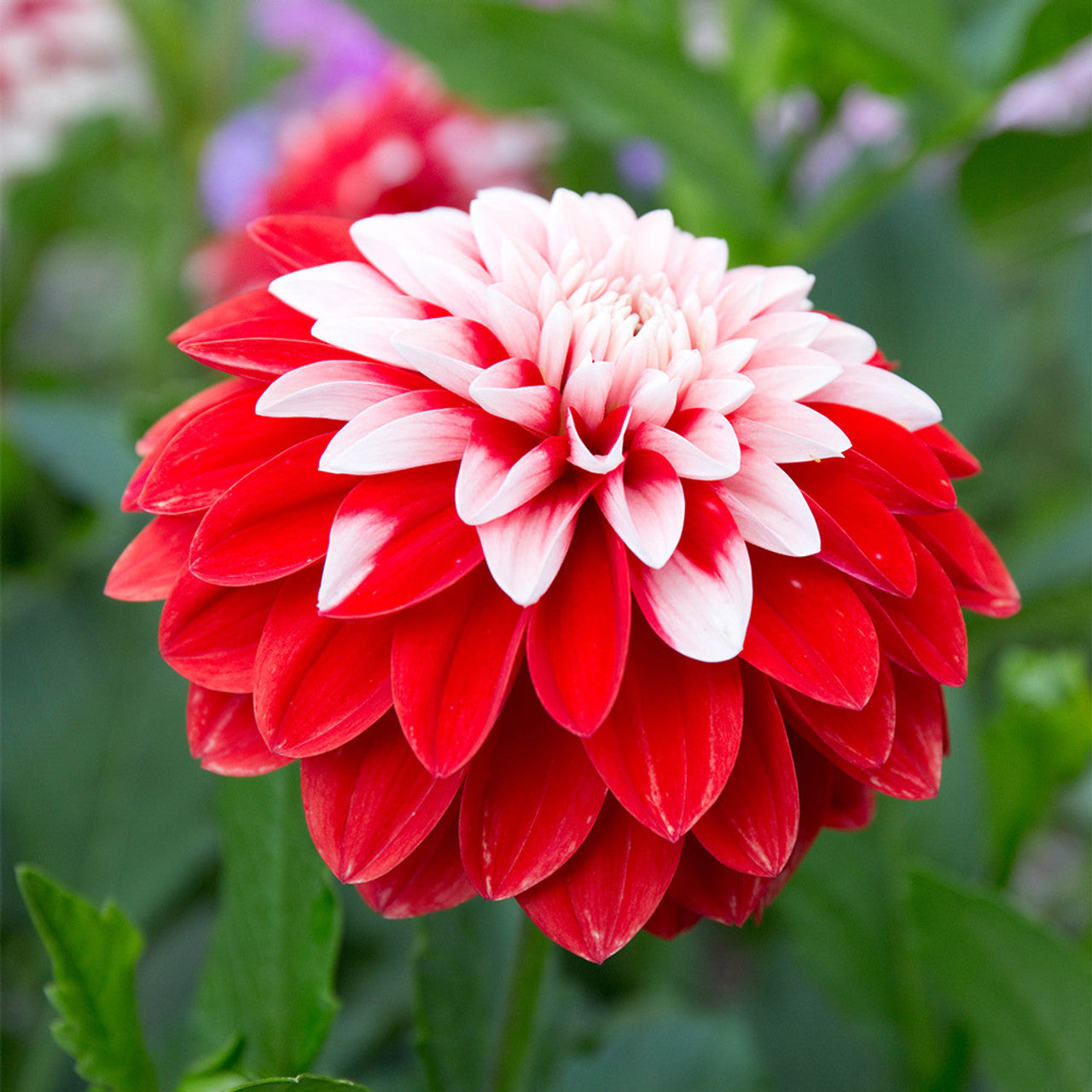 Olga's Light Dahlia