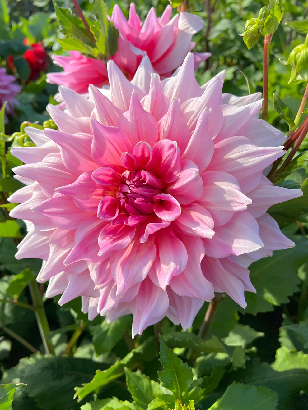 Otto's Thrill Dahlia
