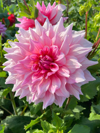Otto's Thrill Dahlia