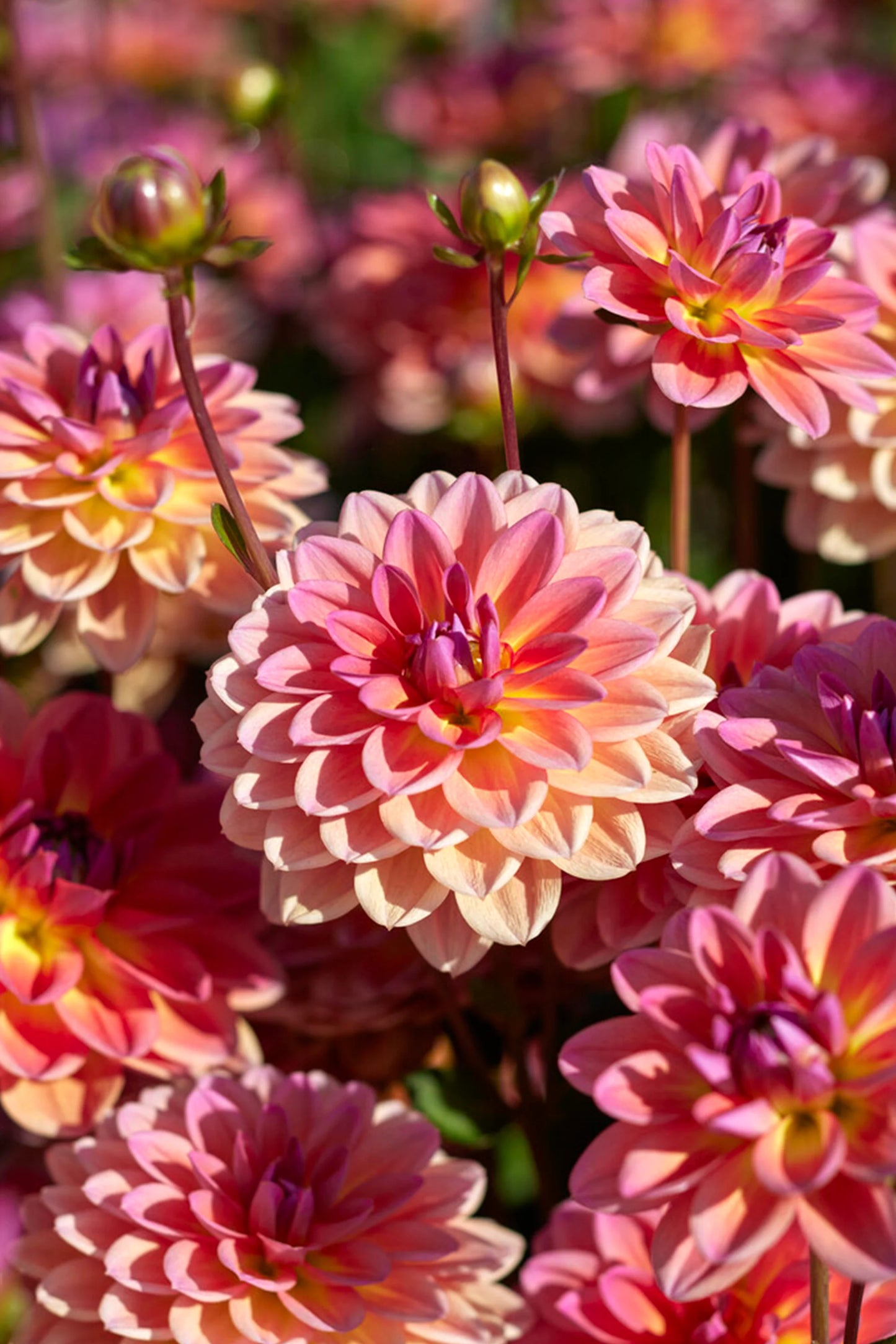 Pacific View Dahlia