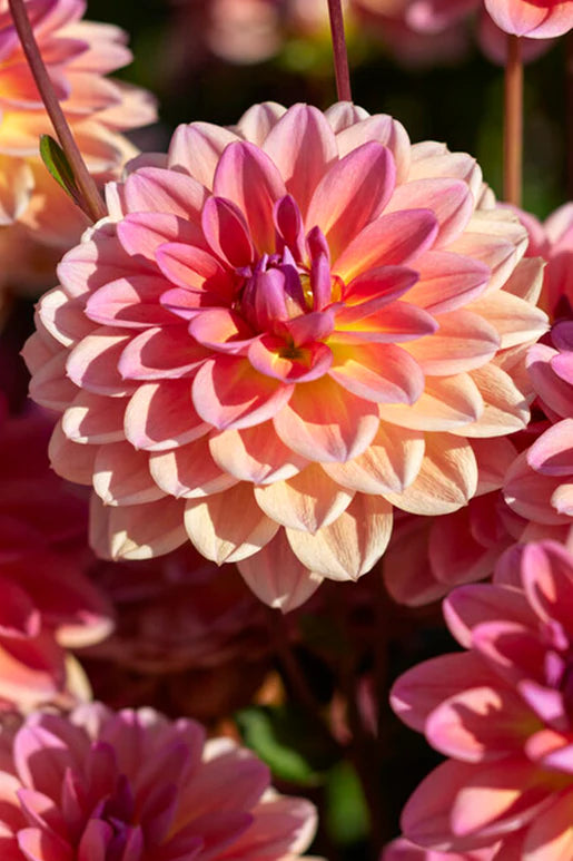 Pacific View Dahlia