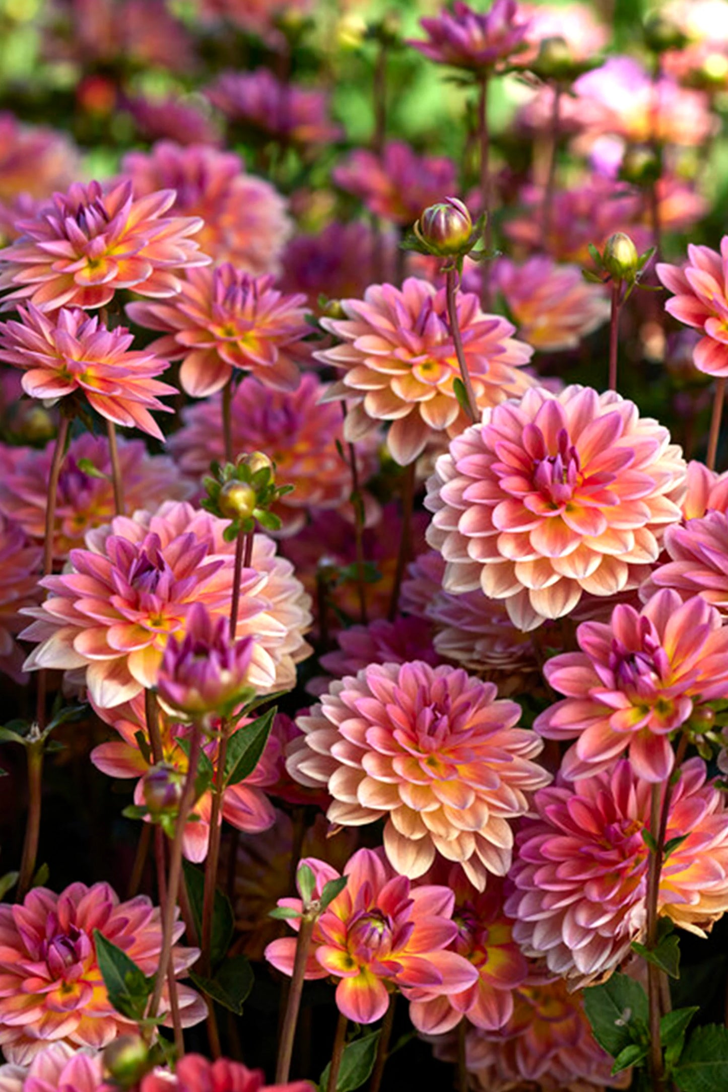 Pacific View Dahlia