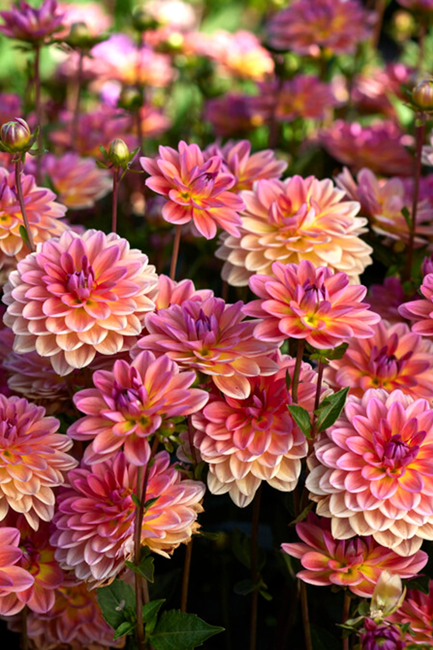 Pacific View Dahlia