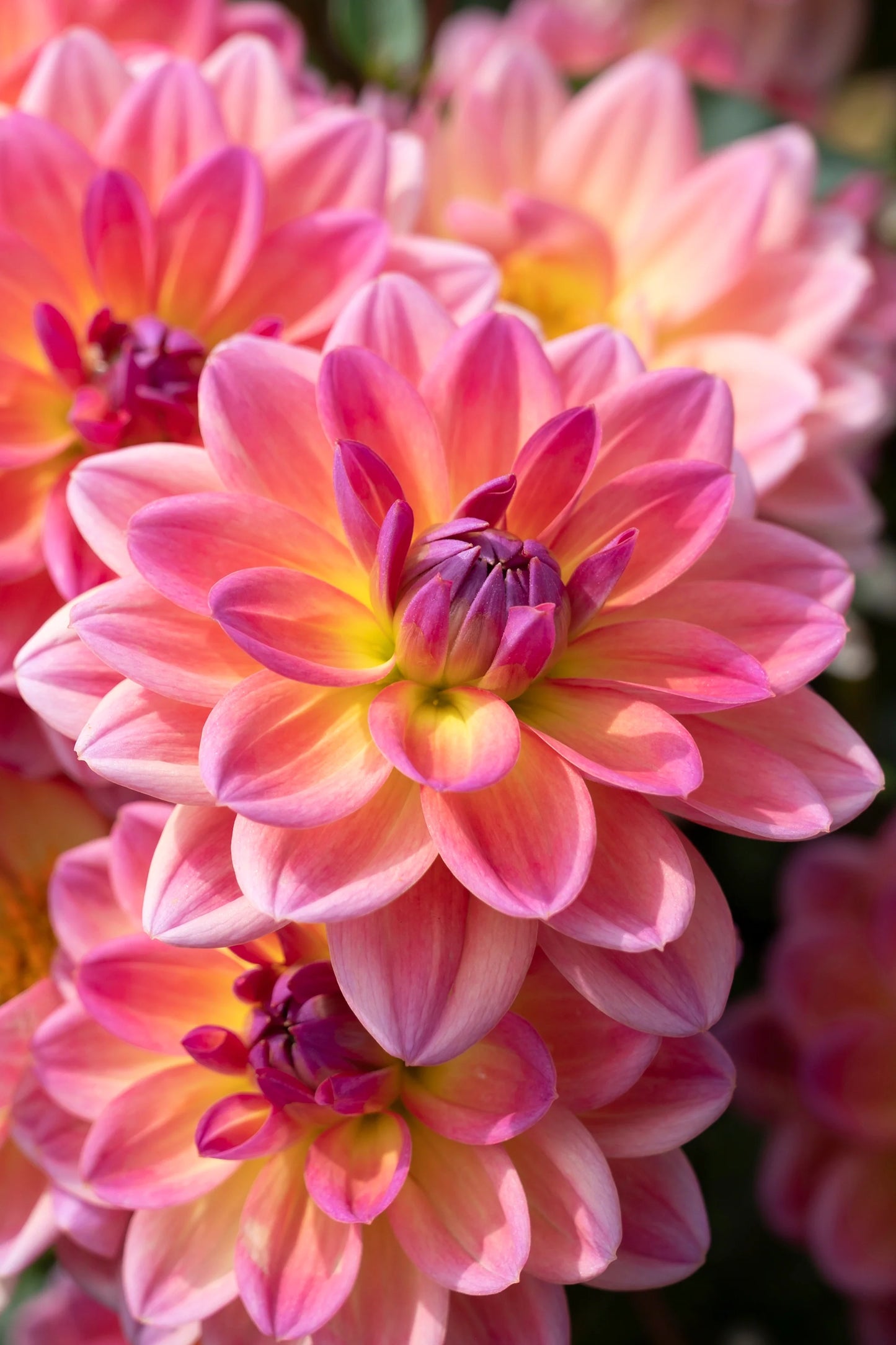 Pacific View Dahlia