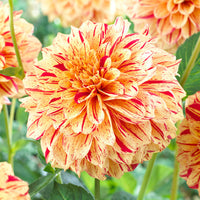 Painted Madam Dahlia