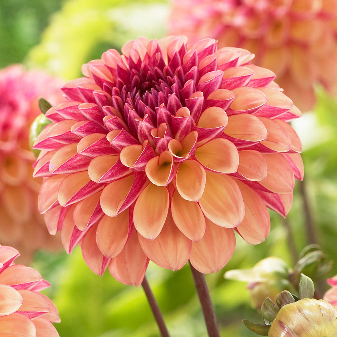 Palmares Dahlia