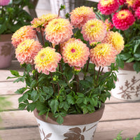 Princesse Elisabeth Dahlia