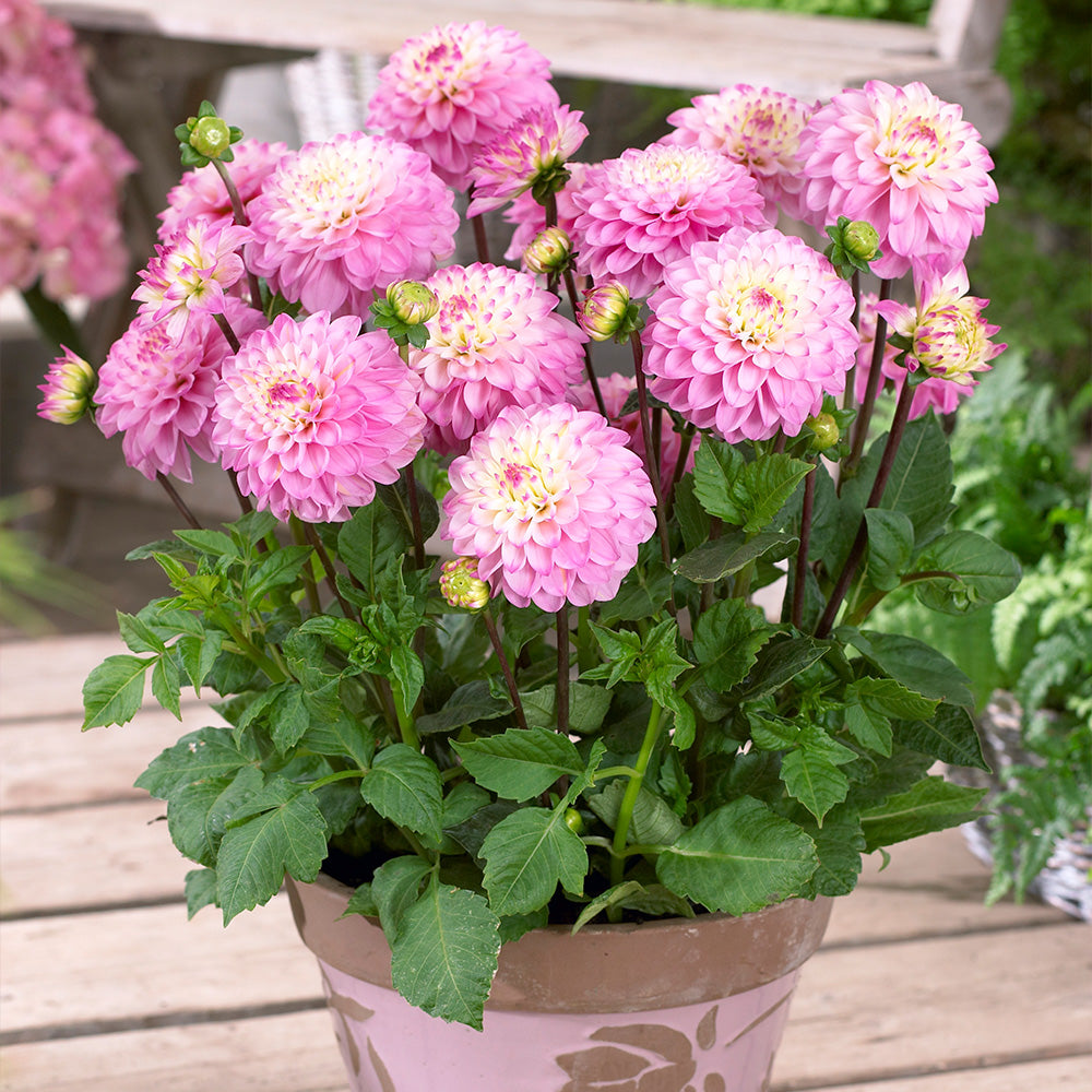 Princess Gracia Dahlia